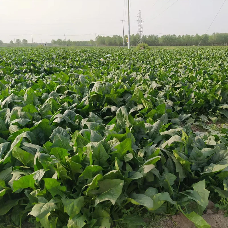 Wholesale Healthy Dried Vegetables FD Freeze Dried Spinach Bulk