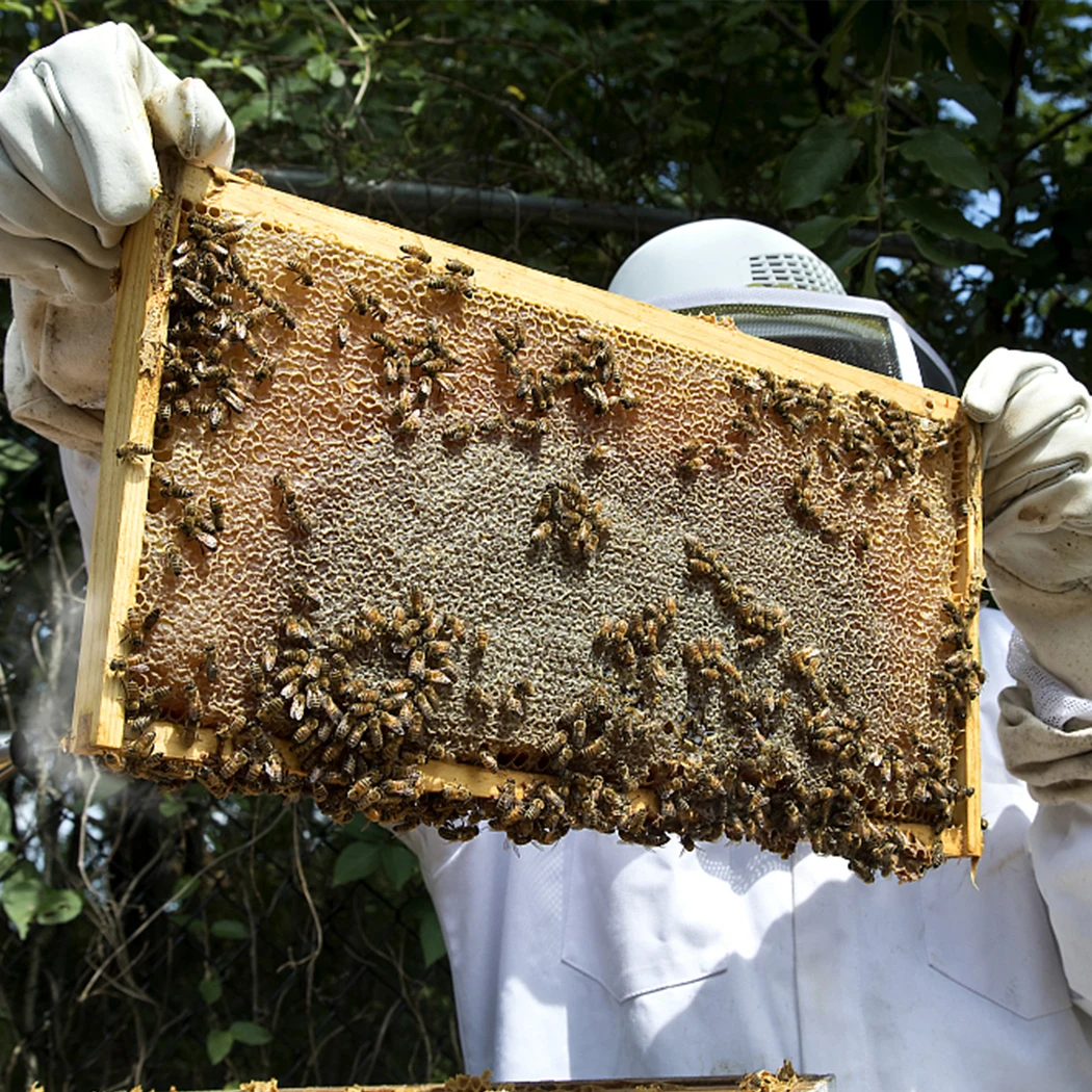 Beeswax Foundation/Honey Beehive Comb Foundation Sheet