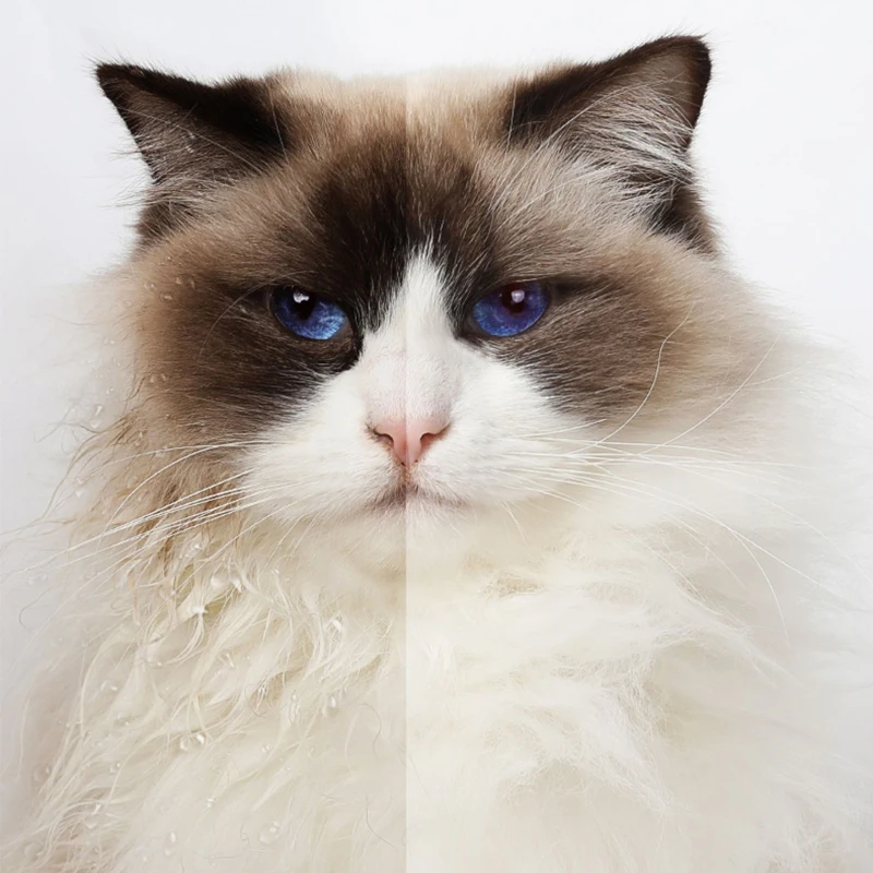 Новый дизайн, сушилка для домашних животных, оборудование для сухих комнат, автоматическая сушилка для домашних животных, сушилка для кошек и собак