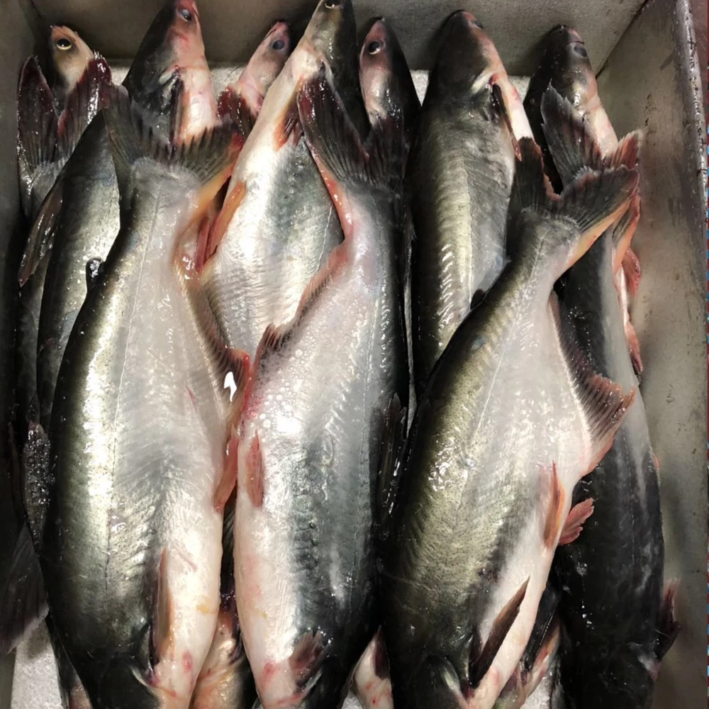 
STOCK BASA FISH VIETNAM FOR EU MARKET FROM MANUFACTURER WITH GOOD QUALITY AND FACTORY PRICE 