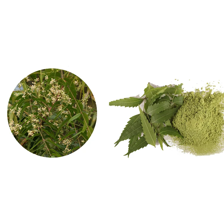 
natural repellent against mosquitoes Azadirachta indica Extract Powder Neem 