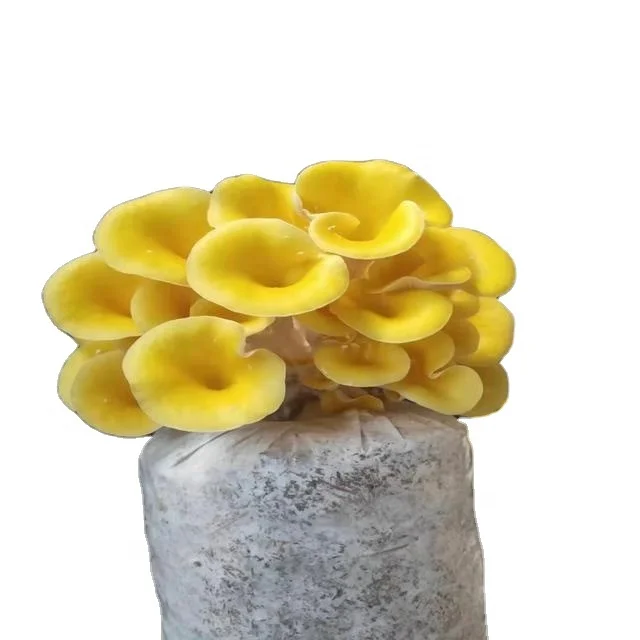 
Qihe golden oyster mushroom spawn/log 