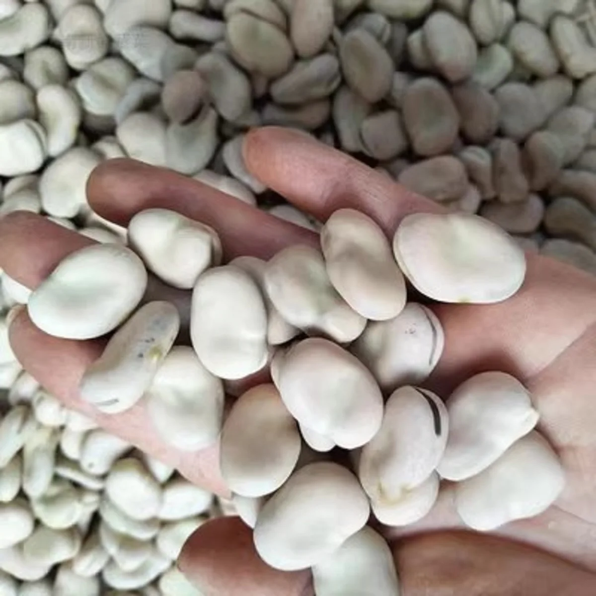 New Crop Fava Beans Highest Quality Bulk Dried Broad Beans in Qinghai for Canned Food