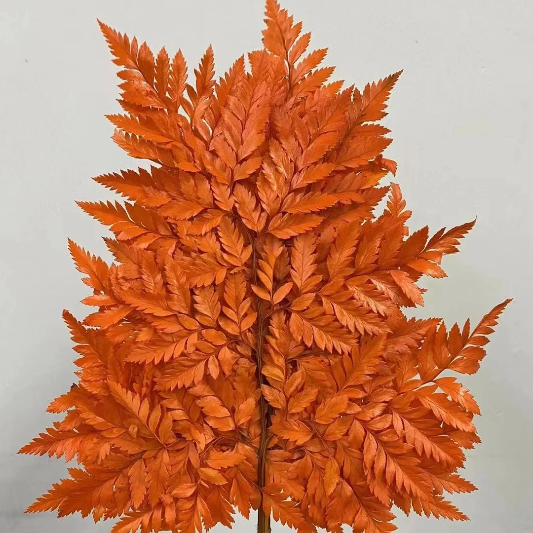 High Quality Flowers Arrangement Decorative Materials Preserved Alpine fern for decor