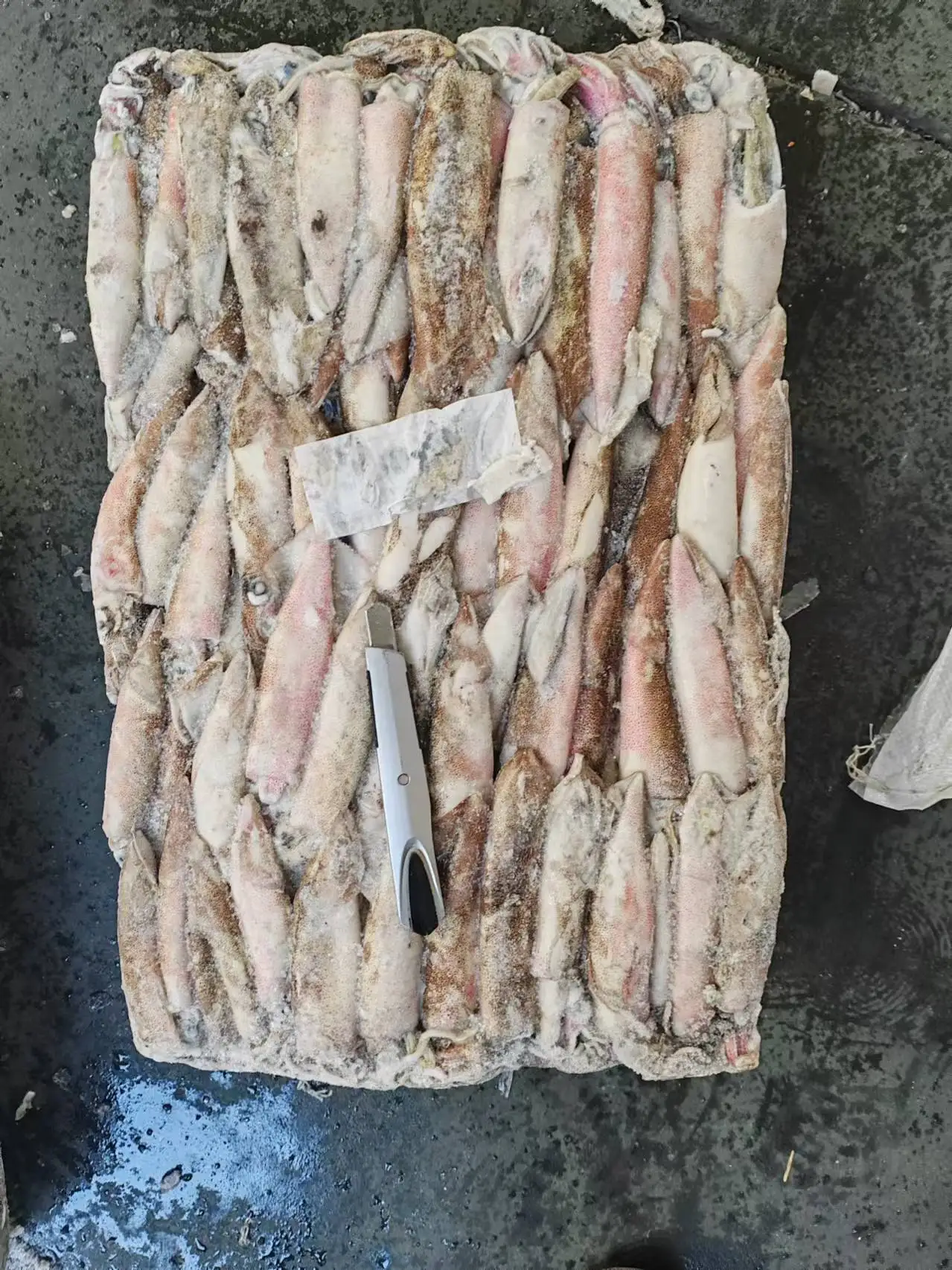 Good quality Loligo chinensis Frozen  loligo squid whole round squid whole round