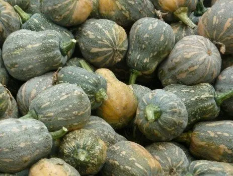 [HOT-SALE]- Fresh Red Pumpkin Natural Organic/ FROM Vietnam/ THE PRICE BEST