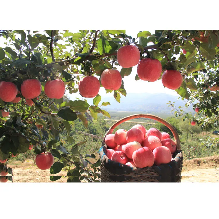 2020 свежий Fuji Вкусный чистый фруктов яблоки