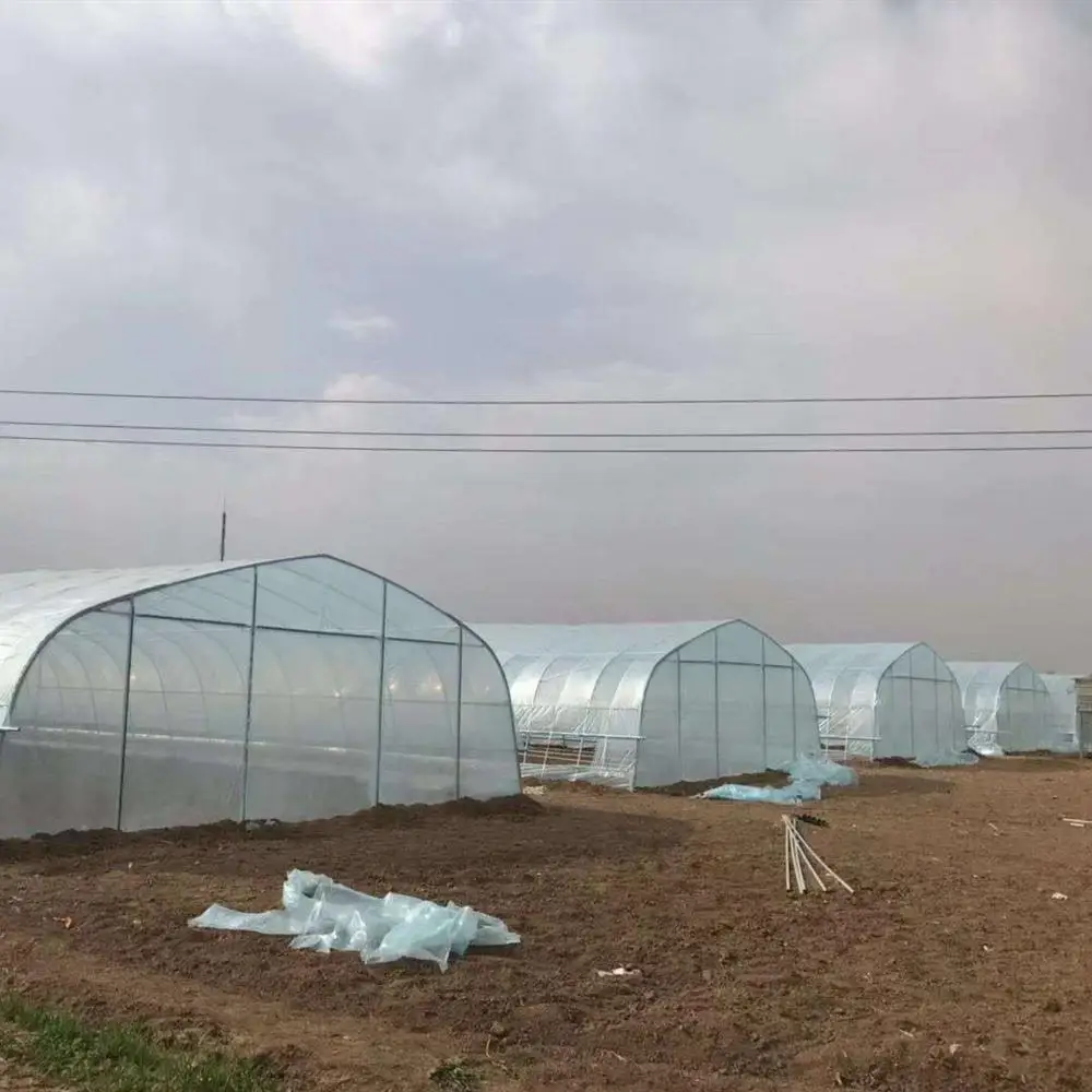 Mini Tunnel Greenhouse with Plastic Film and Galvanized Steel Frame for Vegetables/Flowers