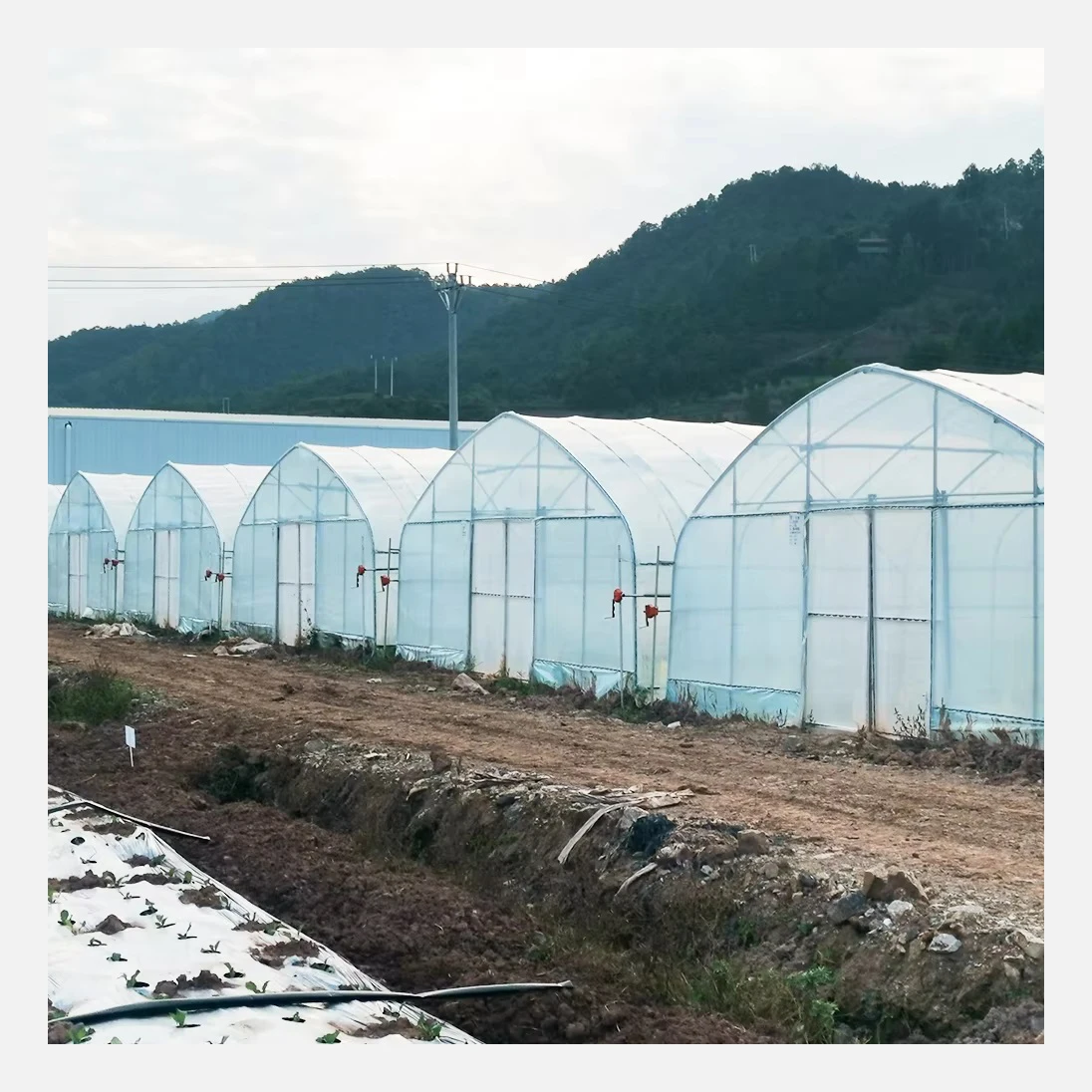 Excellent strength Low cost single-span green house plastic cover PEP greenhouse