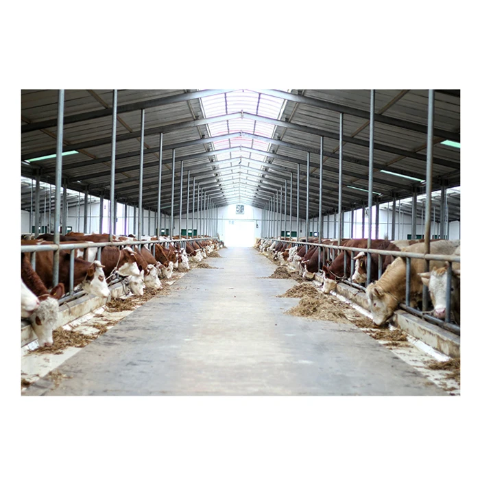 Economic China modern dairy cow farm barn shed prefab steel structure pig house farm cattle shed for sale