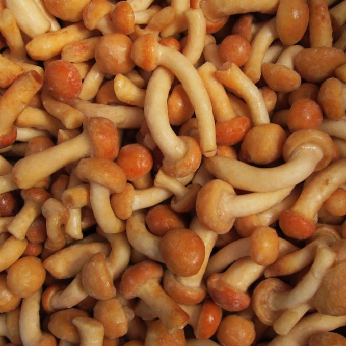 
2020 iqf frozen pholiota nameko mushroom 