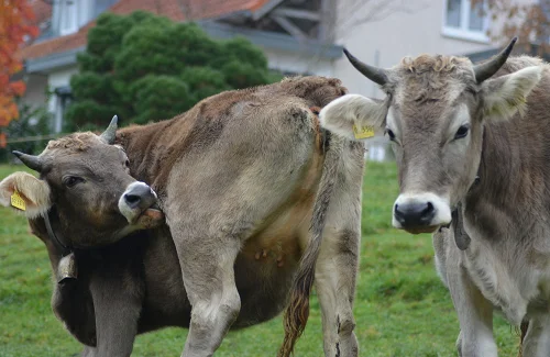 Parda alpina oxes bulls