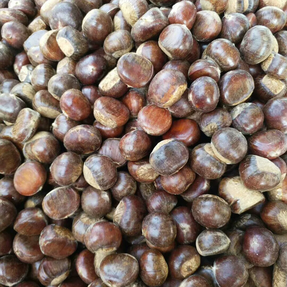 2021 New Crop Top Quality Fresh Chinese Chestnut with Bright Color