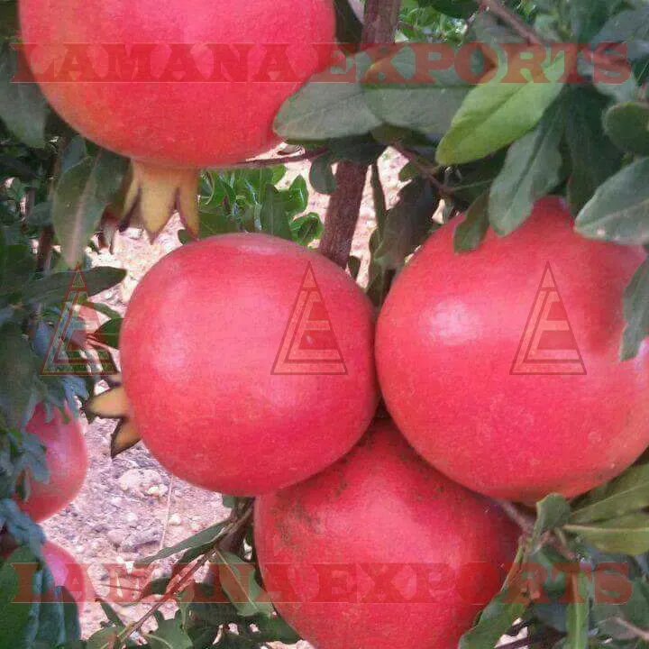 High Quality Pomegranate Fruit India Export for Thailand Malaysia Singapore Vietnam New CROP