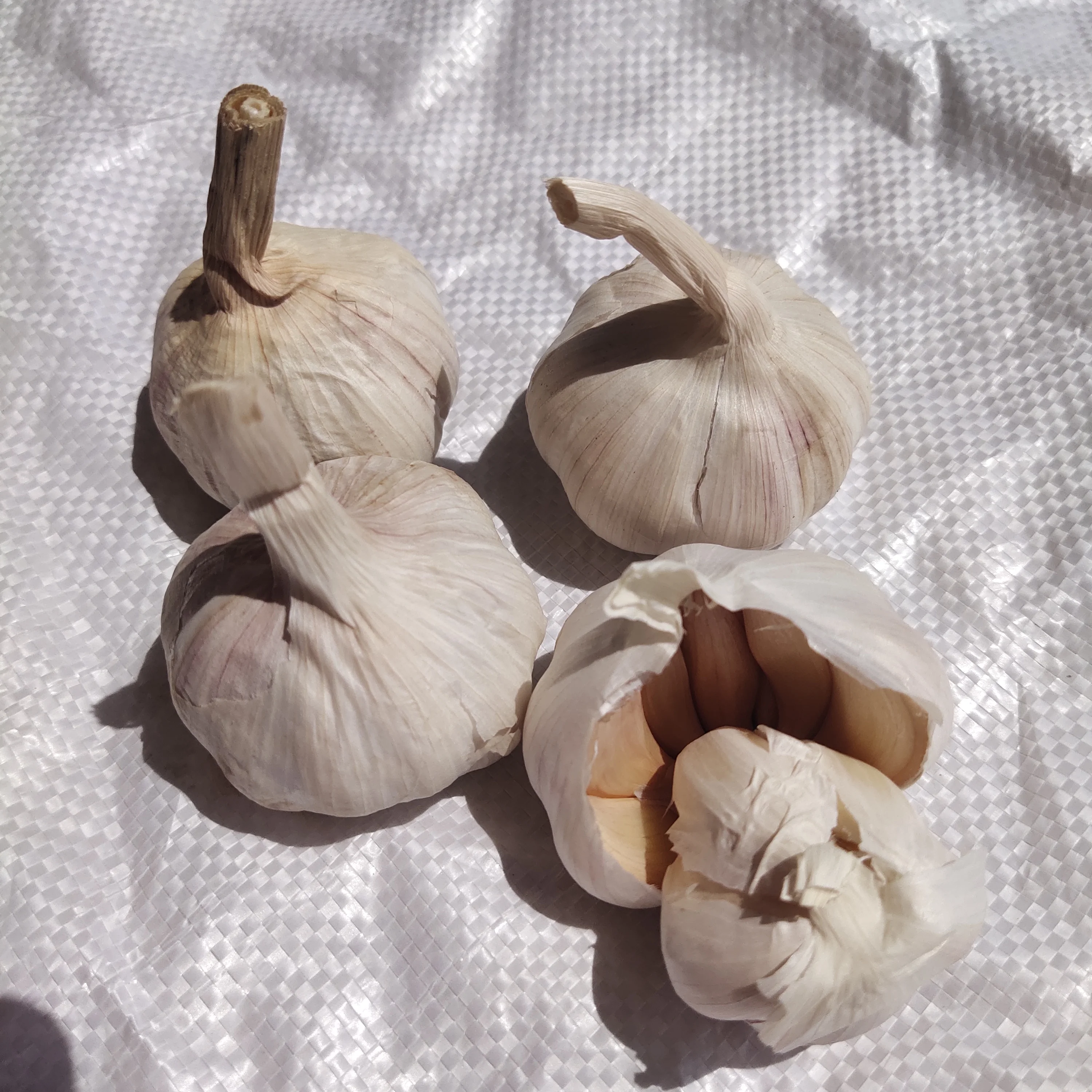 Низкая цена высокое качество свежий китайский чистый белый чеснок 6P