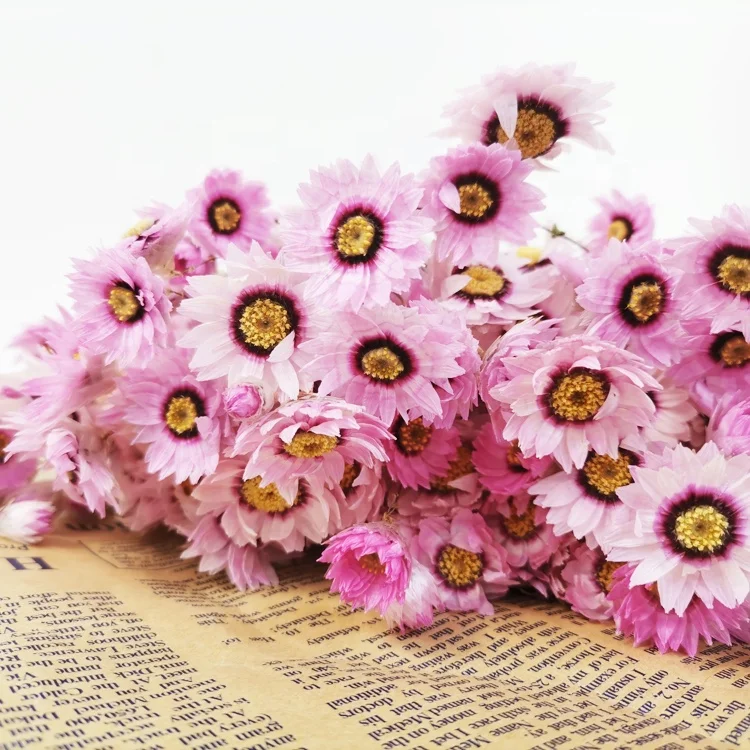 summer flora Chinese New Product christmas wreath  door decoration flower dried flower dendranthema squarrosa