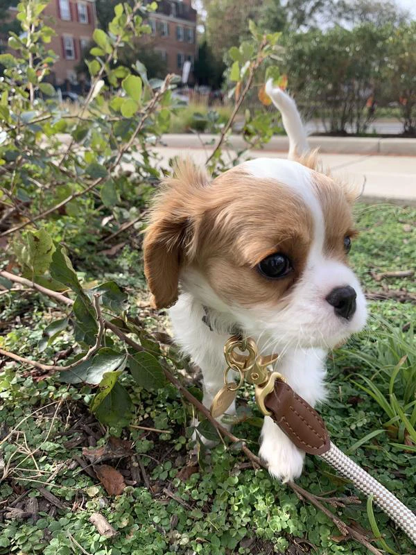 Wholesale High-end Custom Logo Luxury Tactical Braid Long Dog Training Leash Rope with Hardware Hook