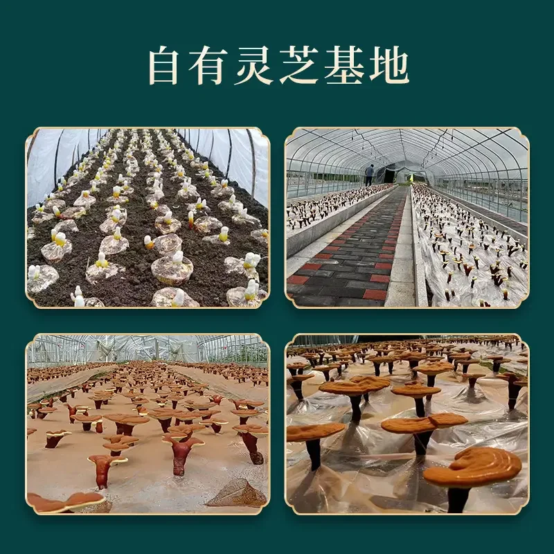 100% High Purity Reishi Spore Oil Lingzhi Capsule Ganoderma Lucidum Spore Oil