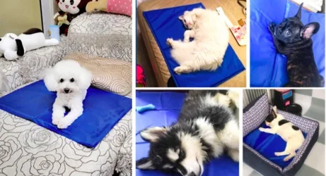 Different size factory waterproof large dog Cooling Mat Pet Ice Pad Summer Dog Bed For Dogs