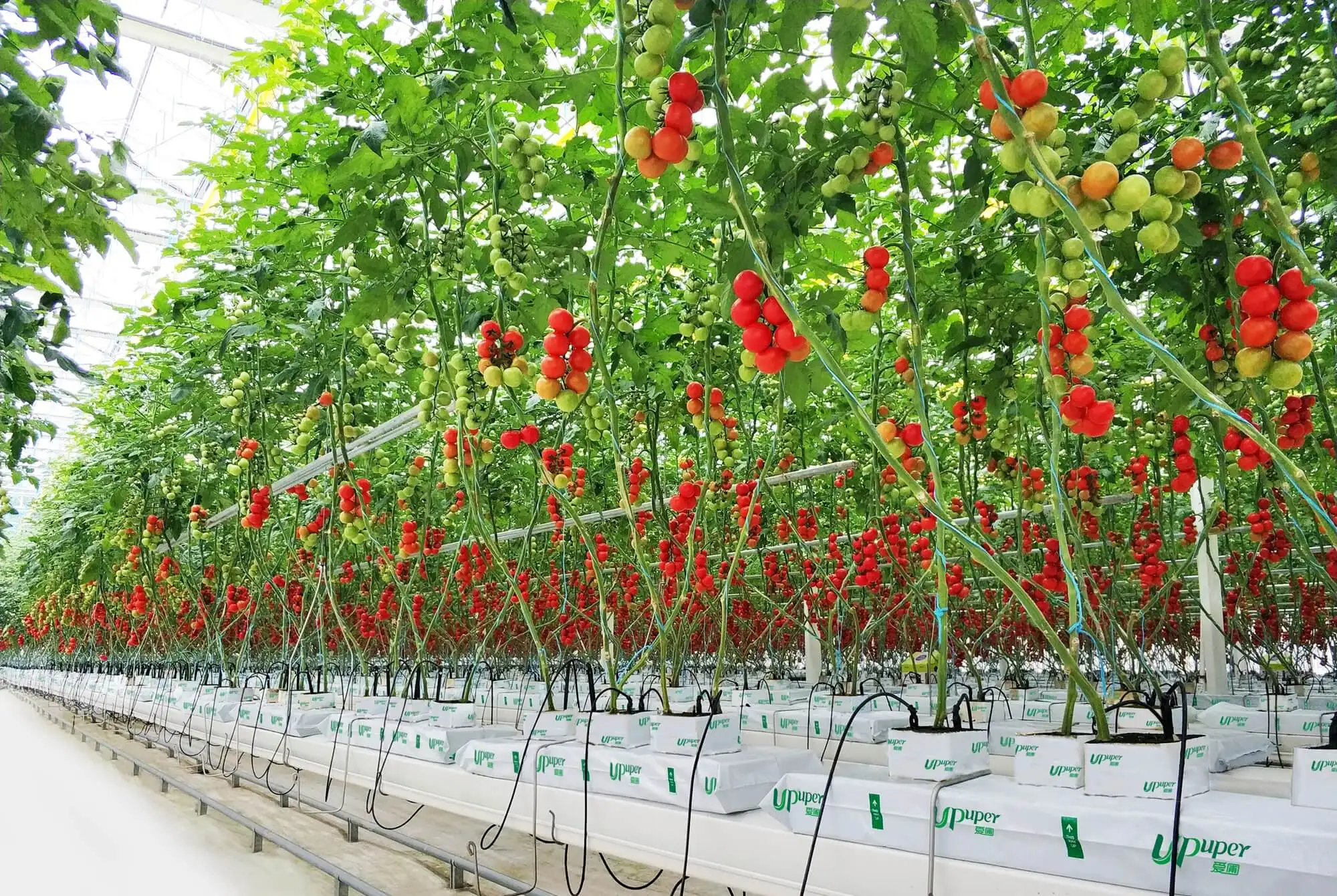 UPuper 40x8x3 inch hydroponics agricultural Indoor growing system vertical farm hydroponic slabs