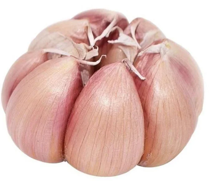 new corp  fresh chinese  pure white garlic factory supply garlic suppliers