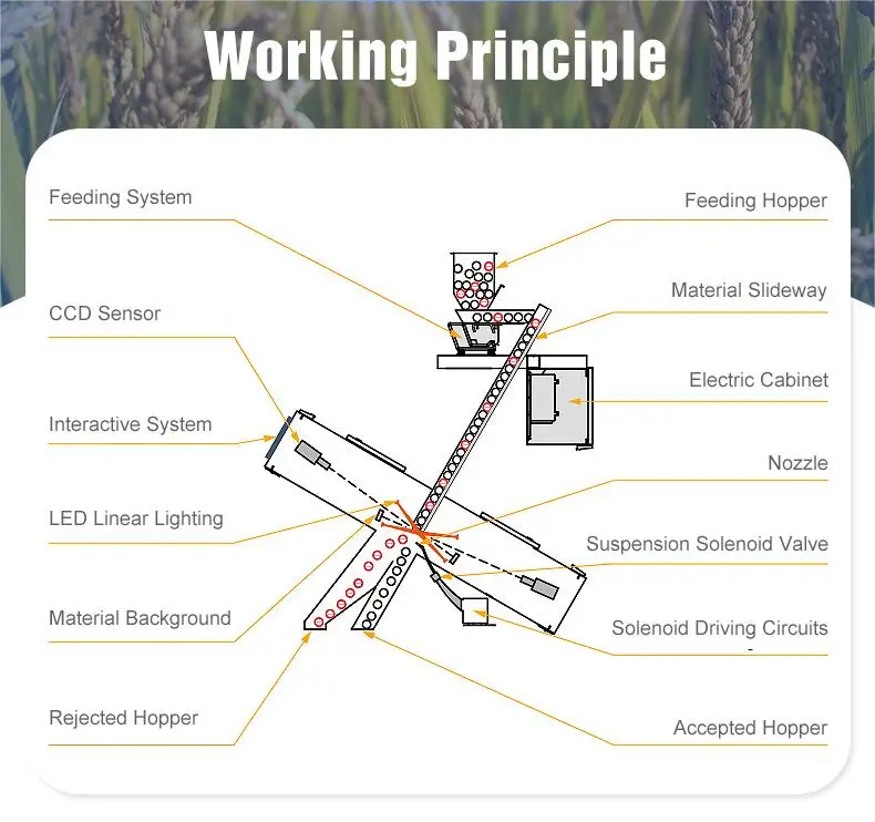Intelligent real-time Image Double Side CCD Camera Grain And Pulses Processing Machine Colour Sorter Multi-function