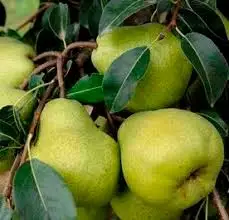  Южная Африка супер качество свежие PACKHAM TRIUMPH PEARS оптовая