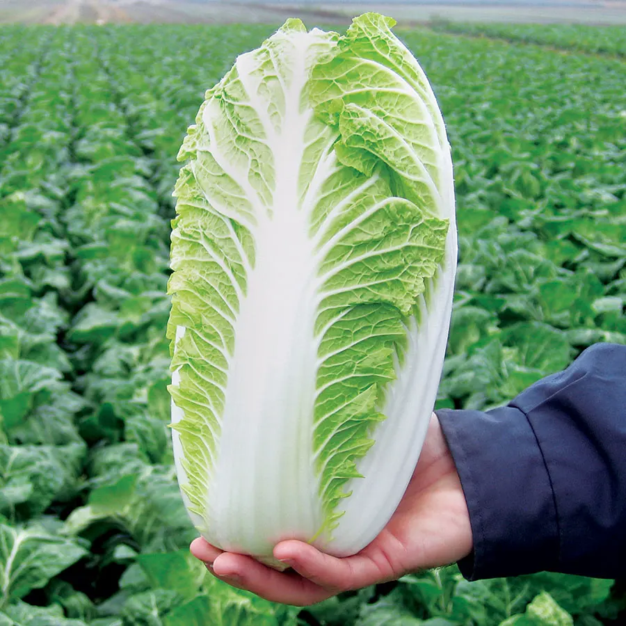 
Fresh Celery Cabbage 