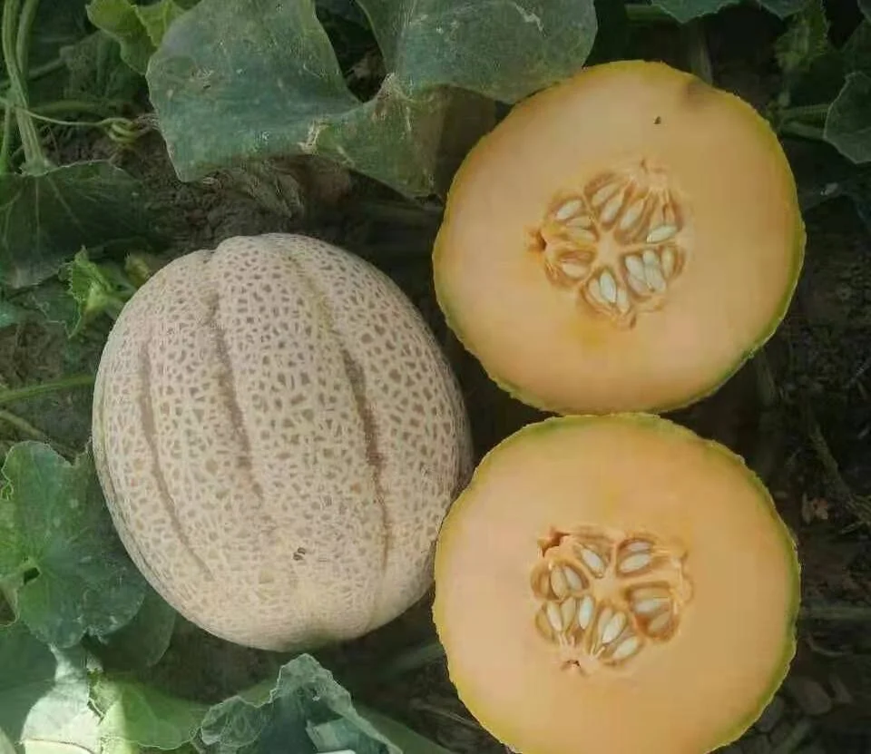Гибридные F1 семена дыни апельсиновой плоти для выращивания-Новый мед № 1