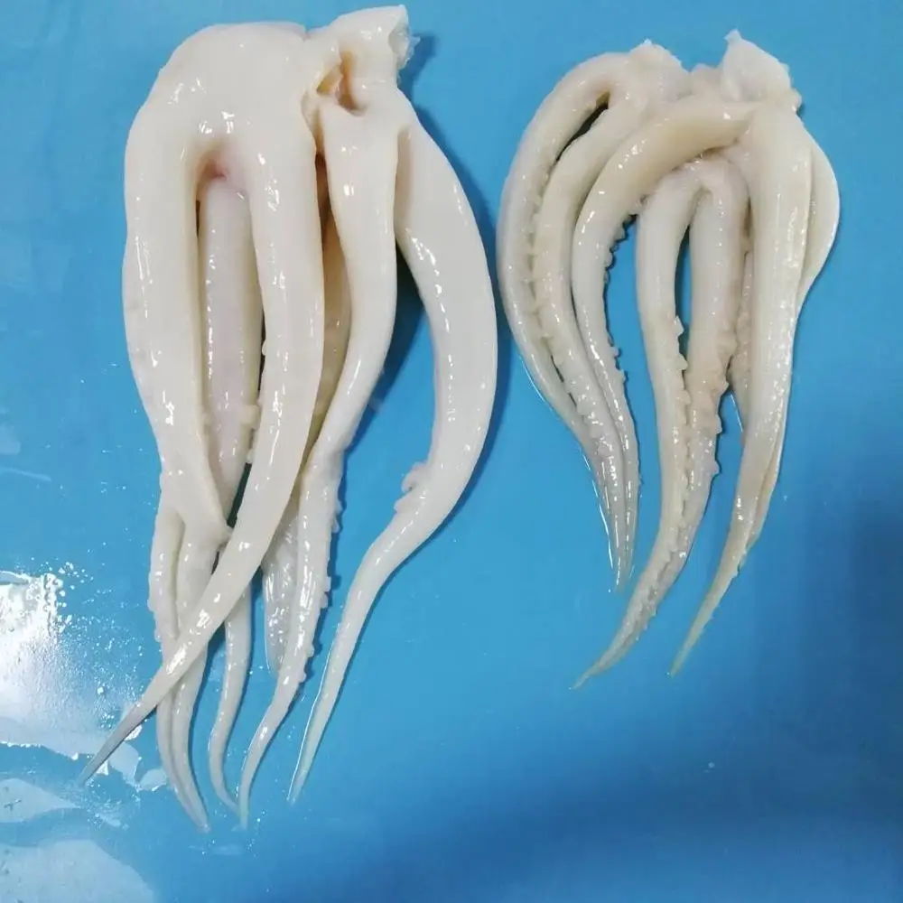 Frozen giant indian ocean squid head tentacles skinless