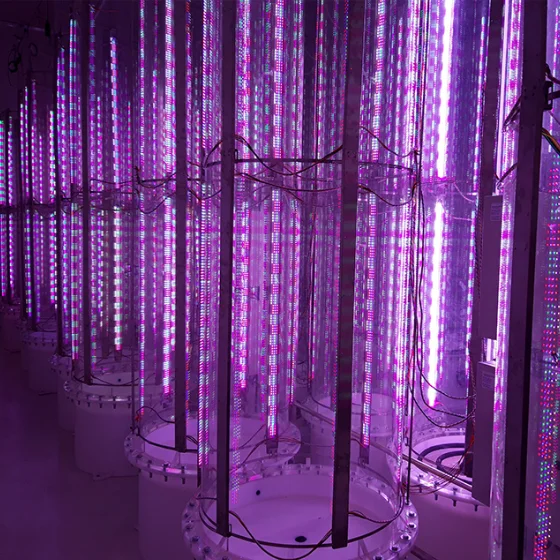 Dimming led grow lights system for micro algae cultivation for aquaculture