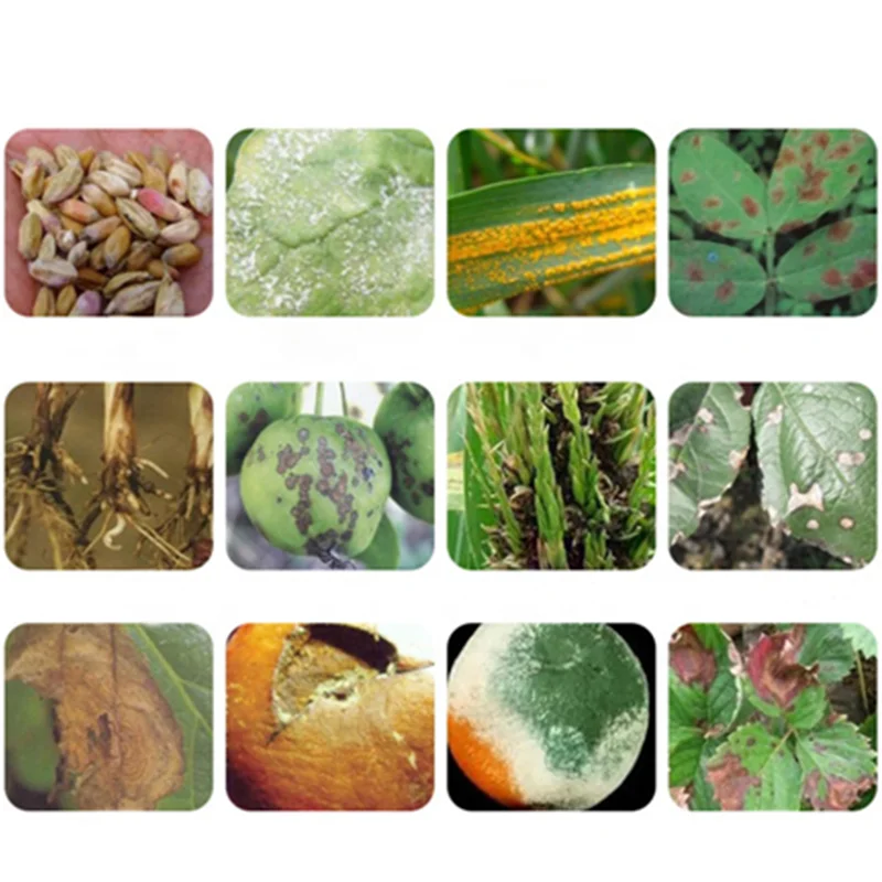 
Hot selling chelated micronutrient amino acid powder/granule fertilizer with low price 