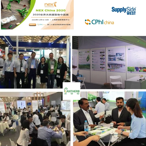 Supply High Quality 99% Panax ginseng extract ginseng powder for ginseng