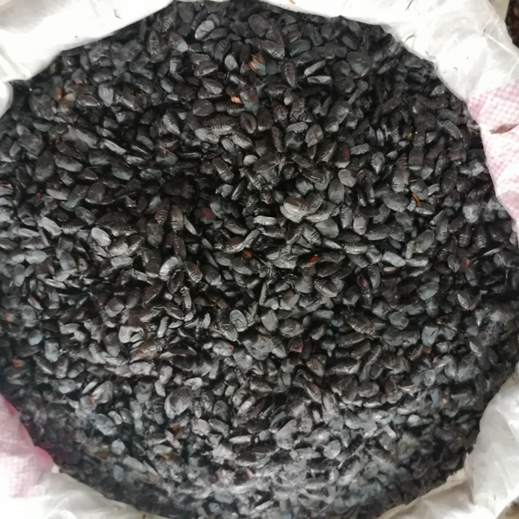 Jiu xiang chong natural aspongopus insect herbal medicine dried Coridius chinensis whole body for sale