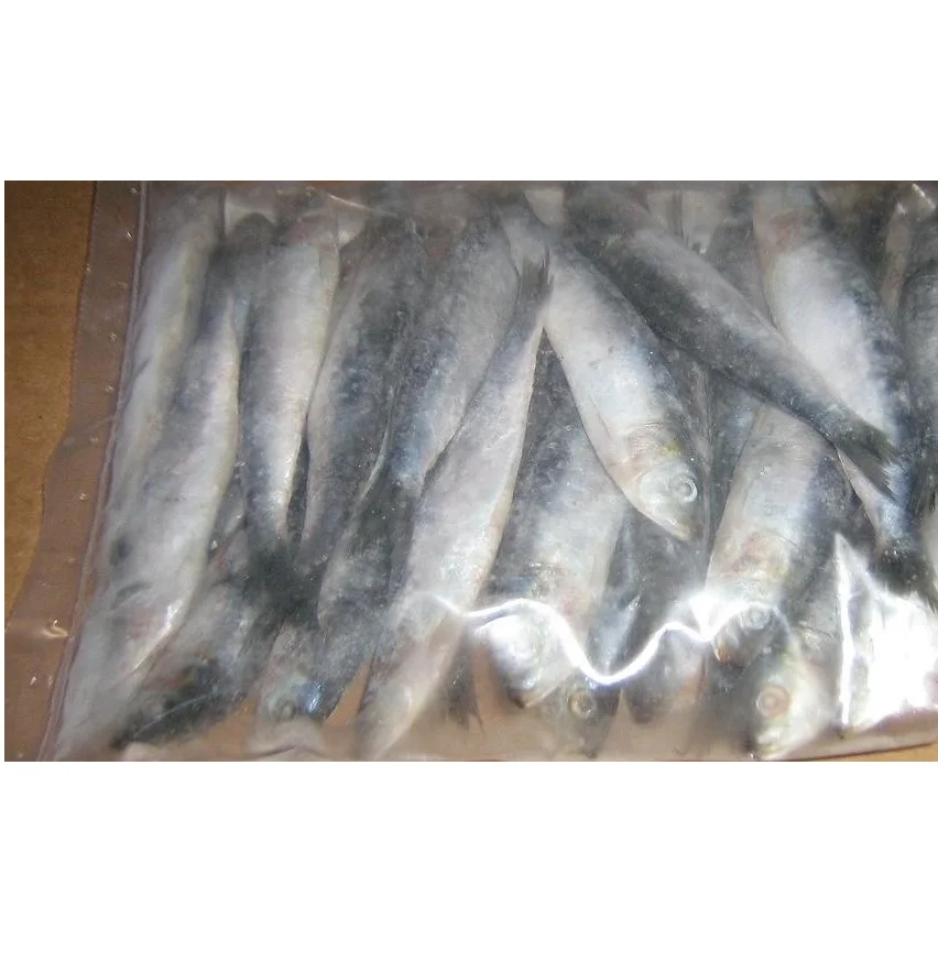 Olig European Pilchard Whole sardine brands from Morocco for sale