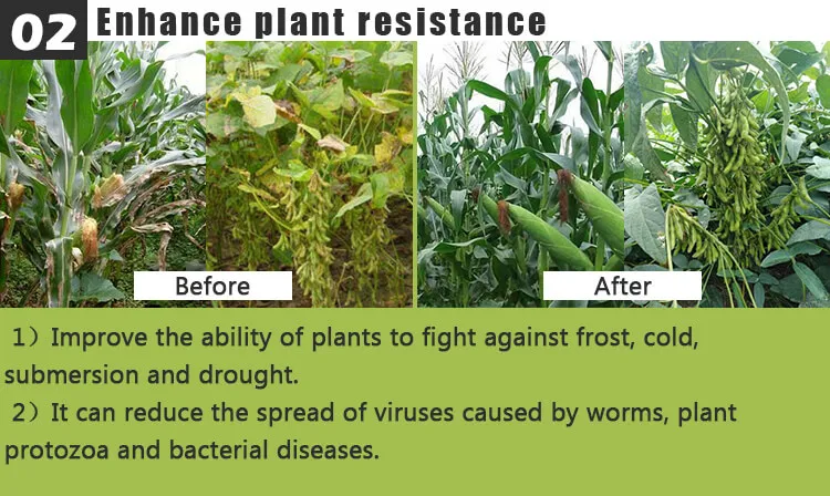 High Effective Liquid Seaweed Fertilizer Lowest price Chinese factory Compound alginic acid Fertilizer For Fruit & flowers