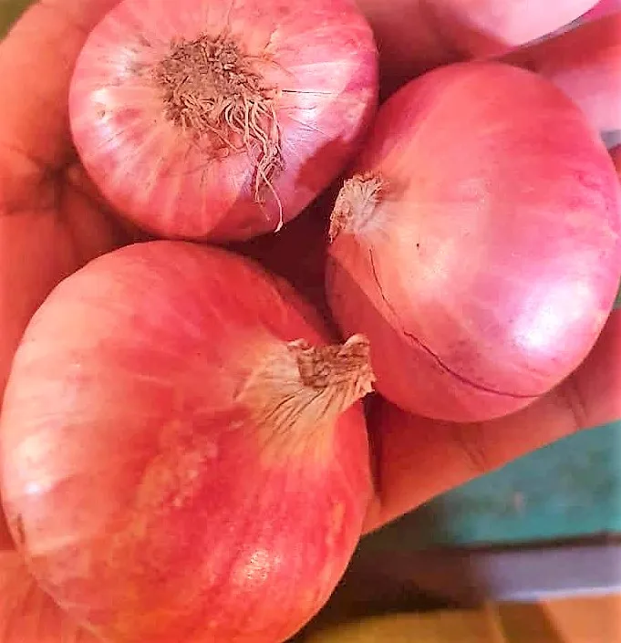 Fresh Red Myanmar Onion Burma origin bulb shape full mature round 2.5MM to 5.5MM Ready to ship