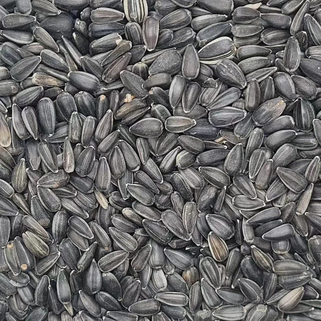 Wholesale sunflower seeds kernels small Black oil sunflower seeds for bird feeding