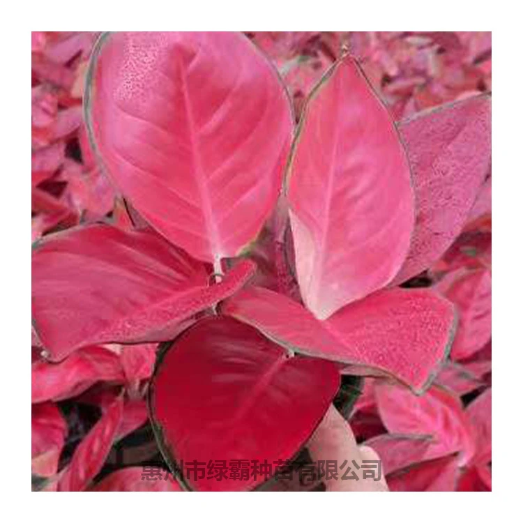 Горячая Распродажа, китайское вечнозеленое растение, красное растение Aglaonema, искусственное растение бонсай