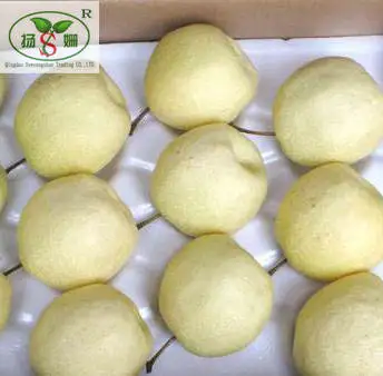High quality low price for export shandong  fresh pear