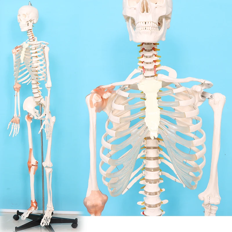 An adult skeleton model of joint collateral ligament