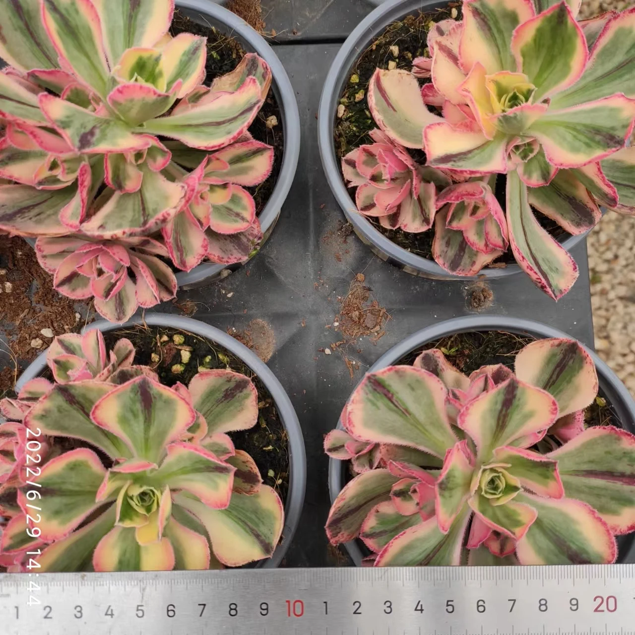 ON019  Aeonium Red Fuji Variegated Wholesale Customized Mini Artificial Succulent plants Pots For out door echeveria