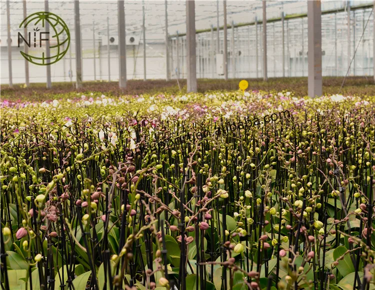 NIF Custom Size Colored Painted Bamboo Plant Support Garden Stakes for Flower