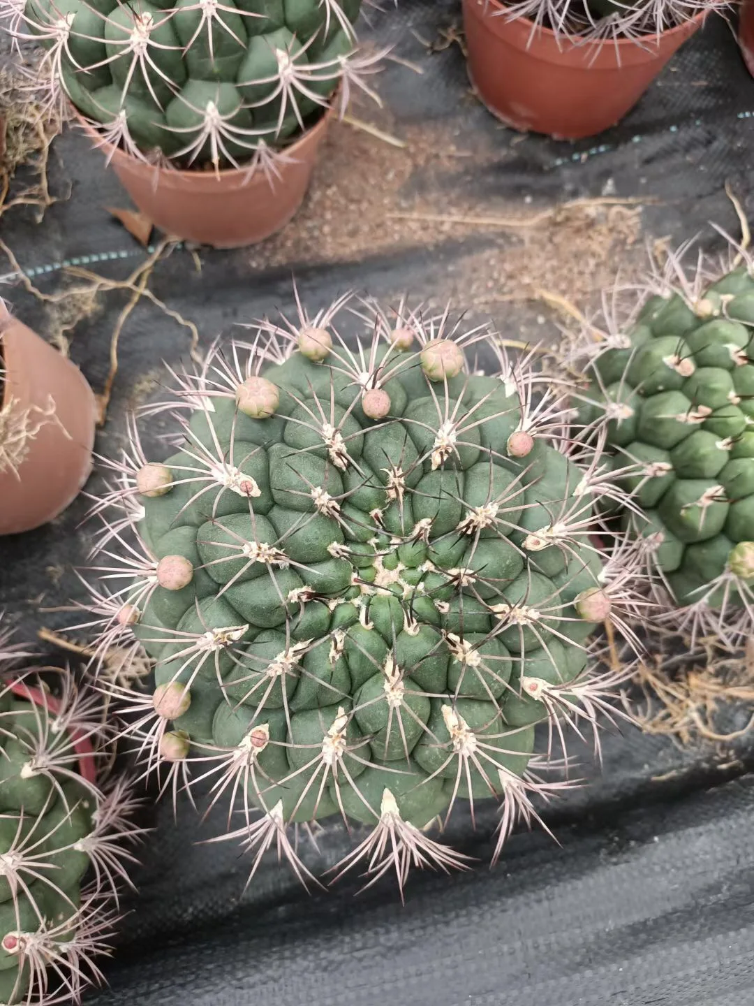 
wholesale woody plant live mini cactus indoor home office decorate blooming cactus bonsai 