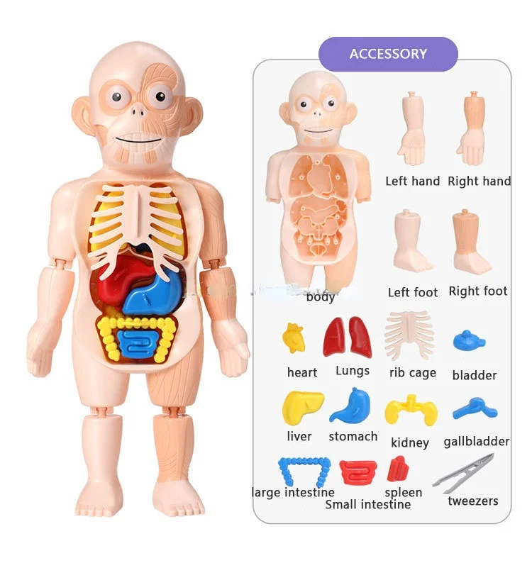 BGL Children Anatomy Models DIY Human Organs Science Experiment Kit For Kids