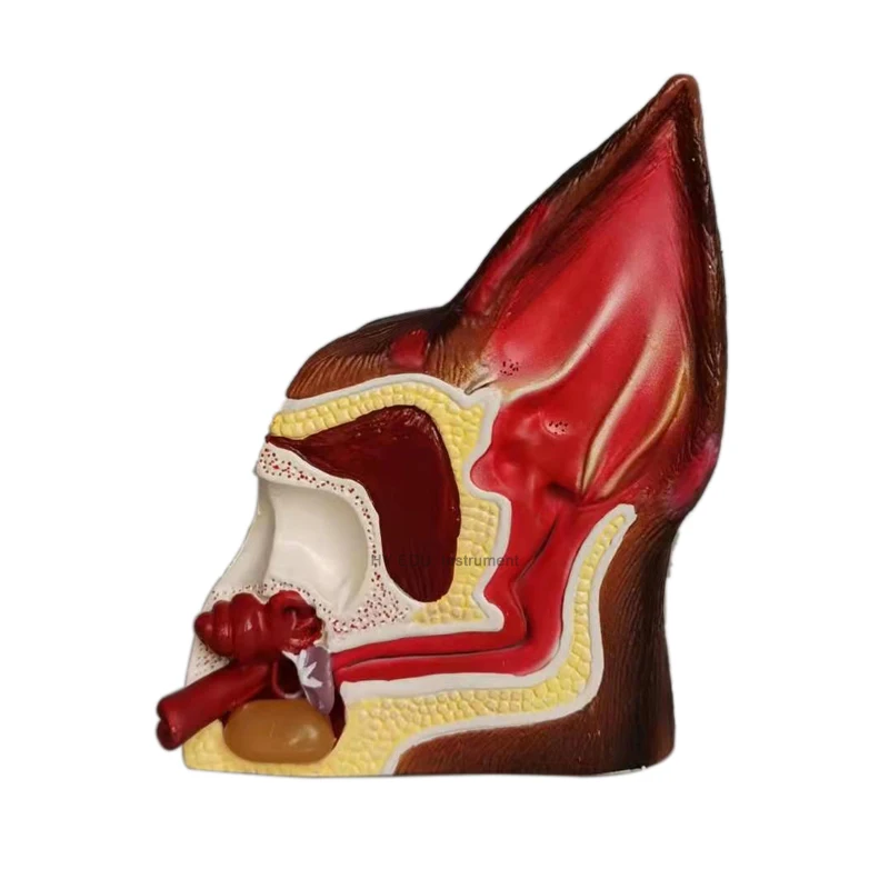 medical science plastic teaching and studying canine ear anatomical model