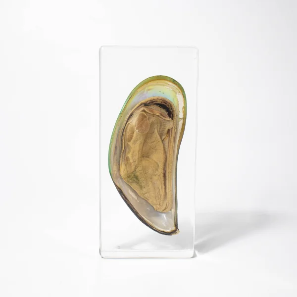 Factory Supplying Sea Animal Creative Shell Resin Epoxy Block Seahorse Mussels Resin Specimen for Festival Novelty Gift