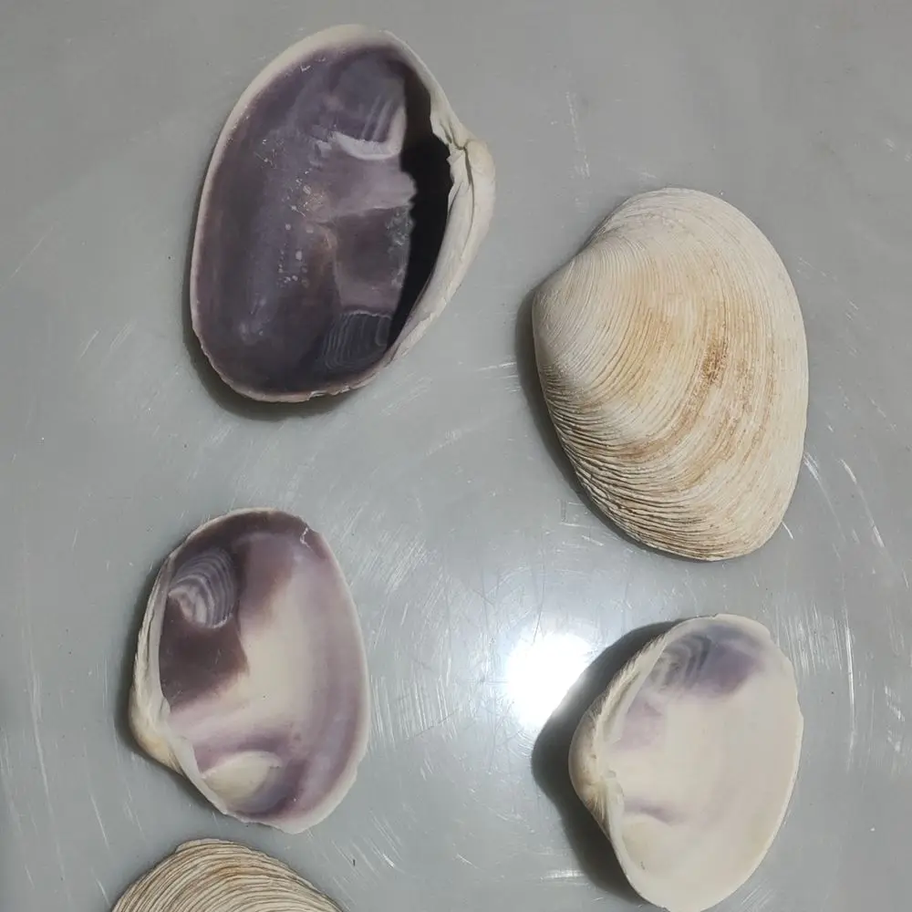 Manufacturer 6-8 cm Clean Empty Clam Shells On Sale