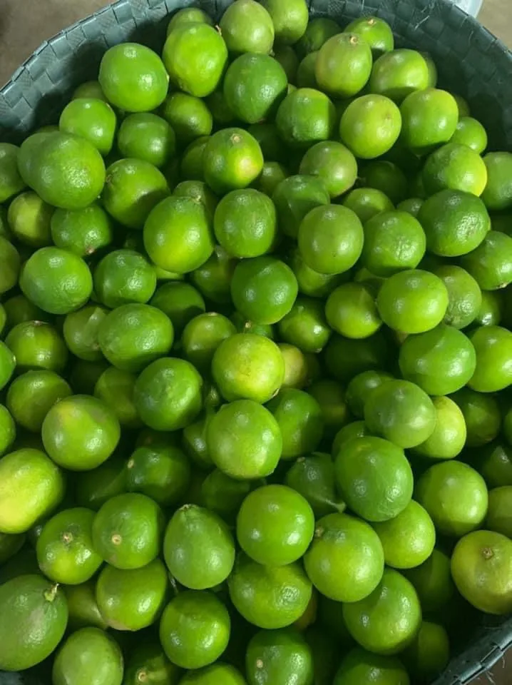 TOP SELLER IN VIETNAM 2020 LIME/ FRESH LEMON/ FRESH SEEDLESS