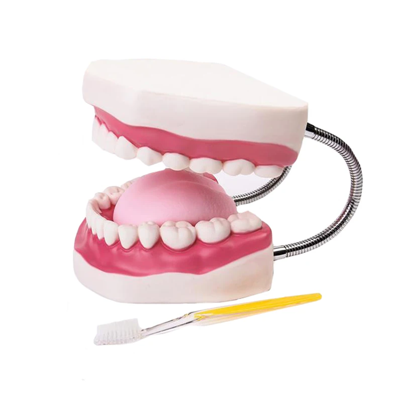Kindergarten Medical Teaching Used Children Brush Teeth Toy Dental Care Model